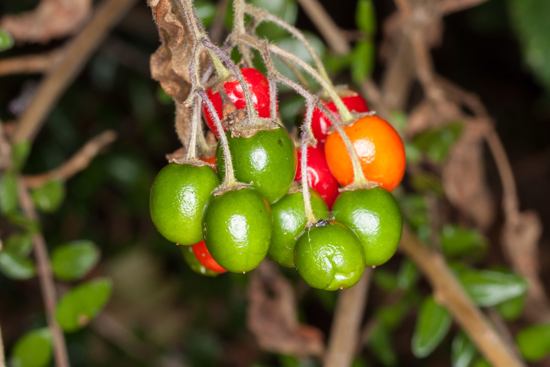 "Bittersweet Nightshade Berries" stock image