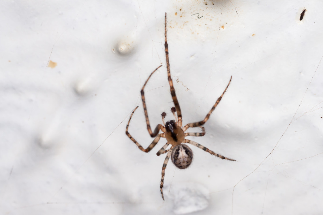 "Silver-sided missing-sector orb weaver spider" stock image