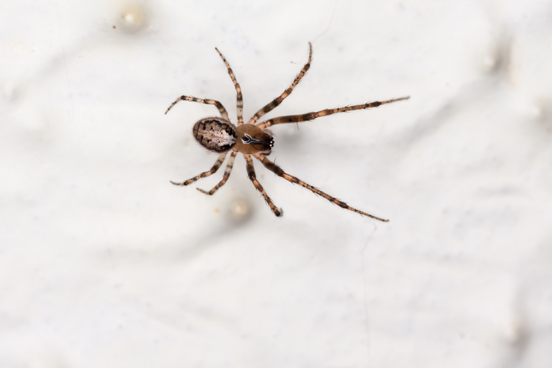 "Silver-sided missing-sector orb weaver spider" stock image