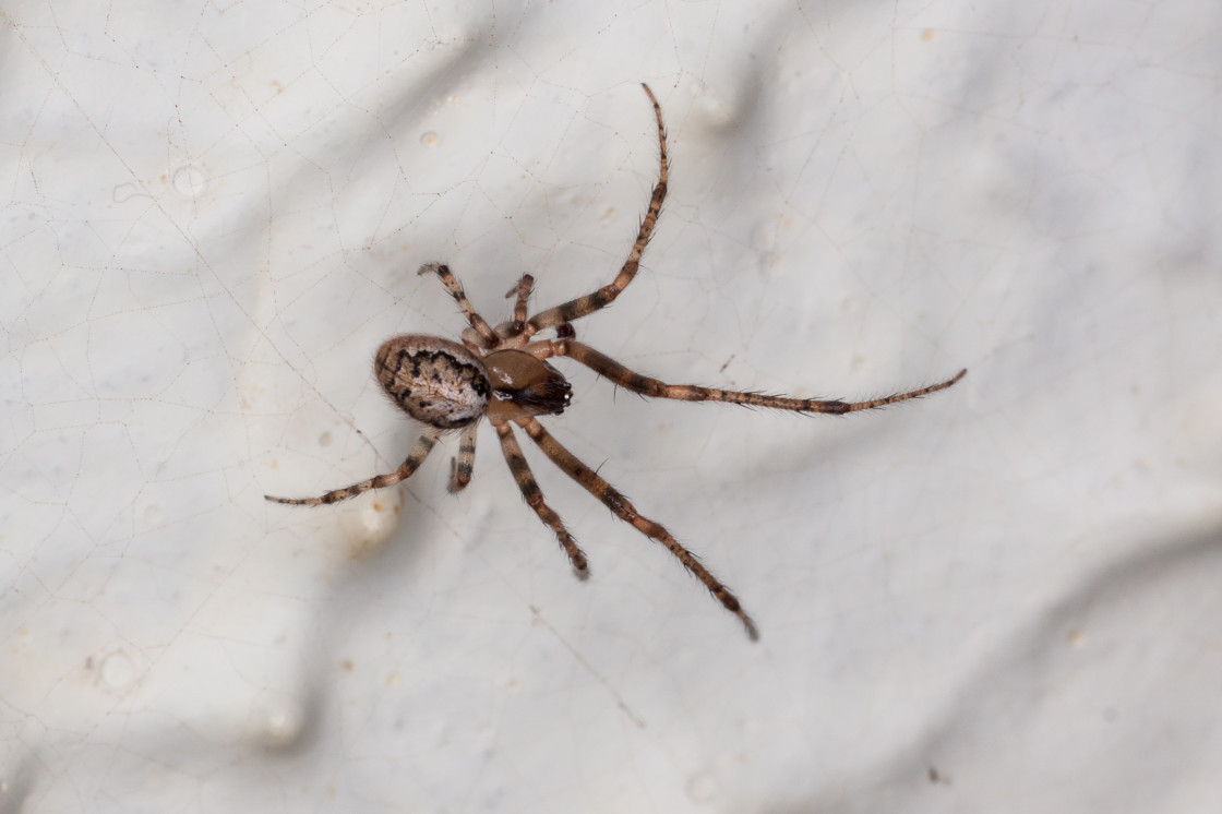 "Orb Weaver Spider Zygiella x-notata" stock image