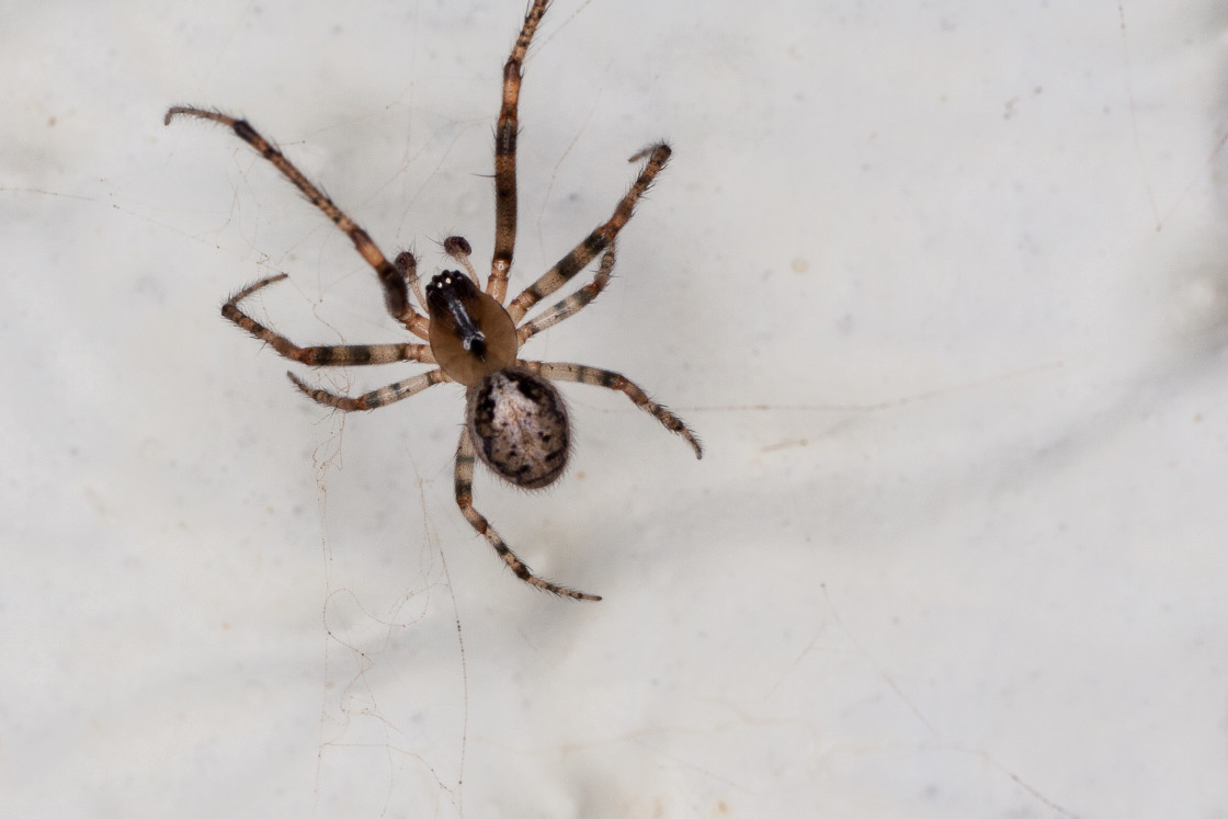 "Missing Sector Orb Weaver Spider" stock image