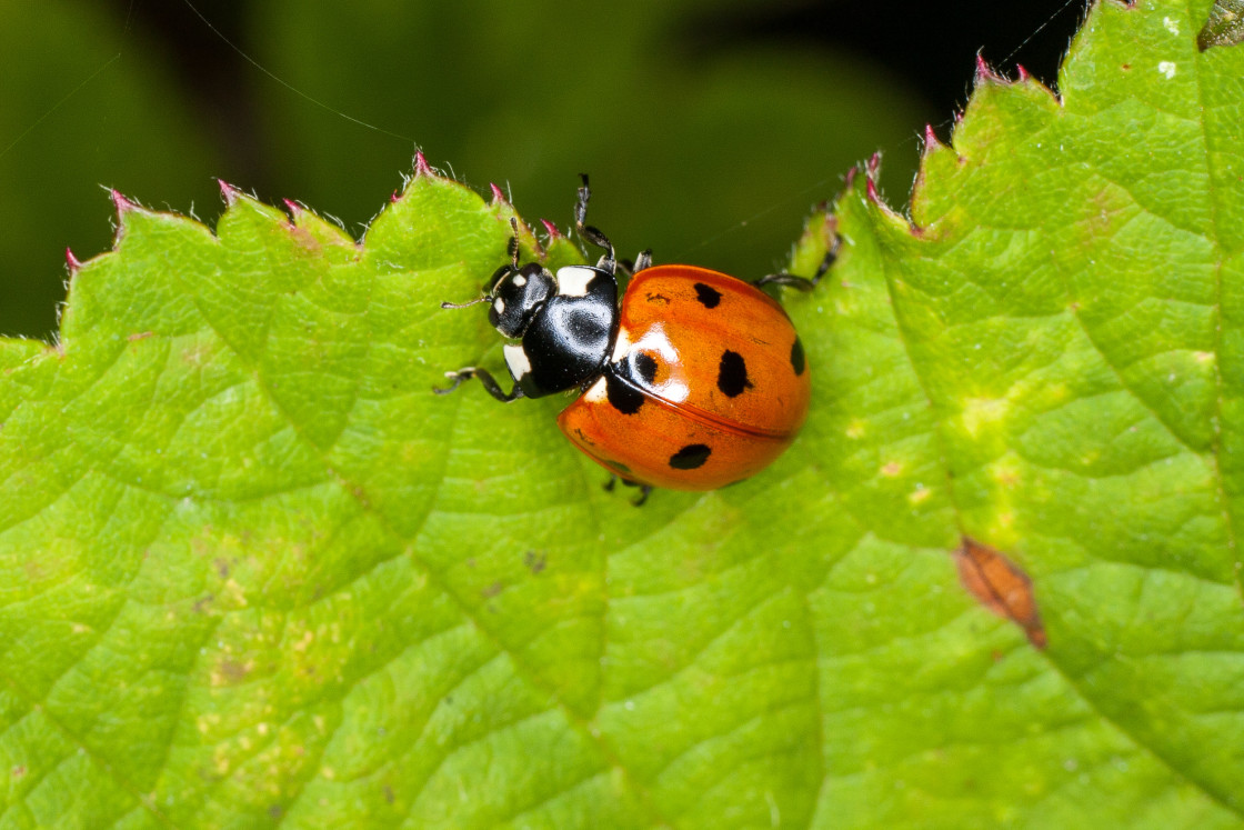 "Seven Spot Ladybird" by Gordon England - $12.20 "Seven Spot Ladybird" stock image