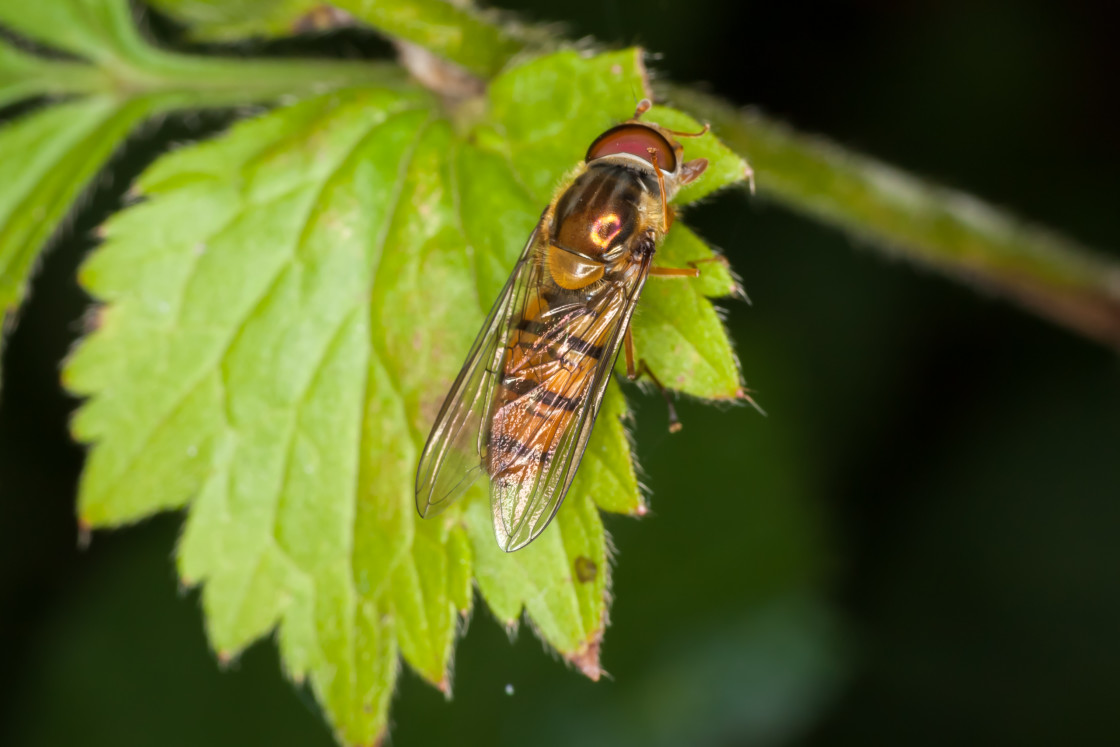 "Marmalade Hoverfly" stock image