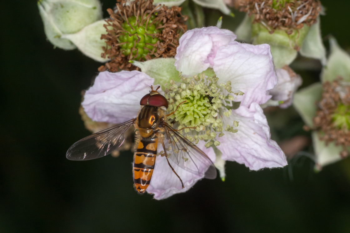 "Marmalade Hoverfly" by Gordon England - $12.55 "Marmalade Hoverfly" stock image