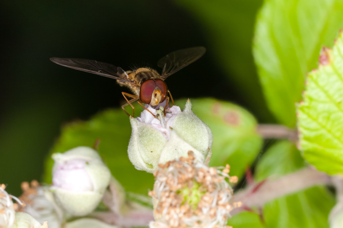 "Marmalade Hoverfly" by Gordon England - $12.20 "Marmalade Hoverfly" stock image