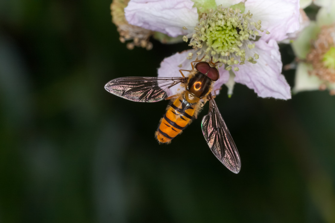 "Marmalade Hoverfly" by Gordon England - $12.20 "Marmalade Hoverfly" stock image