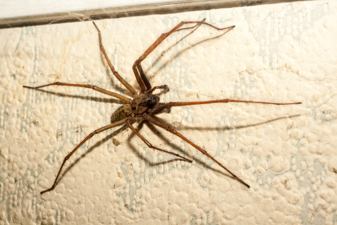 "Giant House Spider" stock image