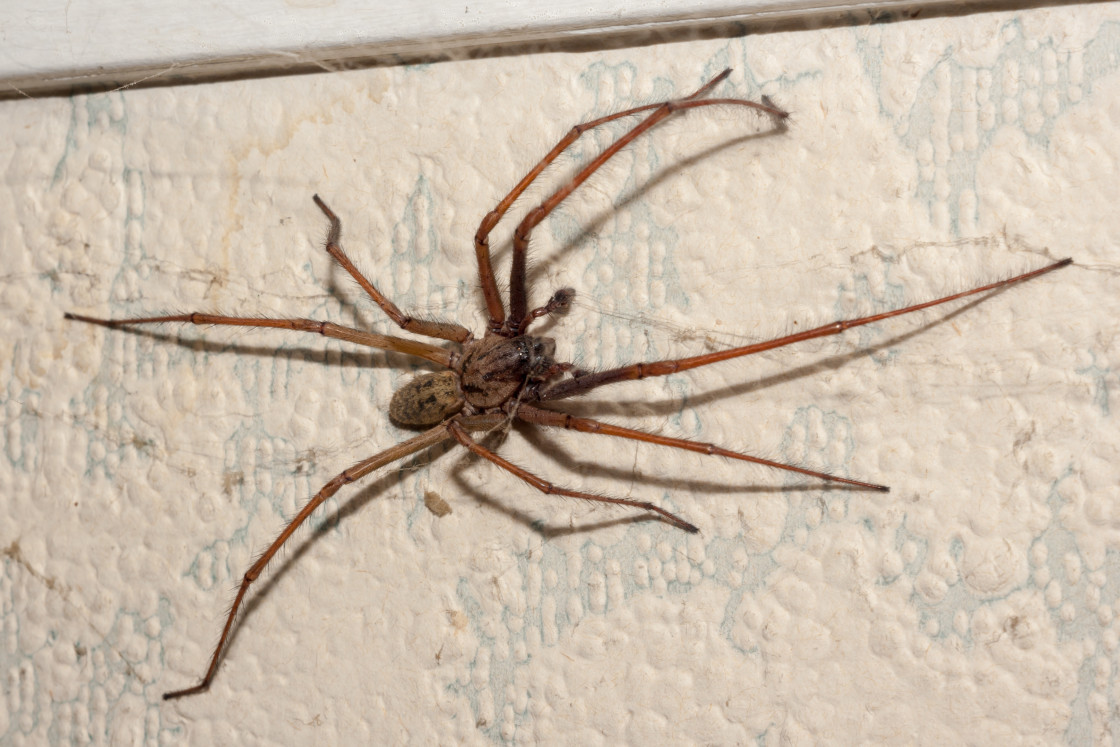 "Giant House Spider" stock image