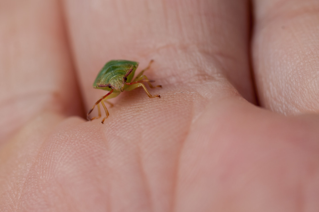 "Hawthorn Shieldbug Nymph" by Gordon England - $12.55 "Hawthorn Shieldbug Nymph" stock image