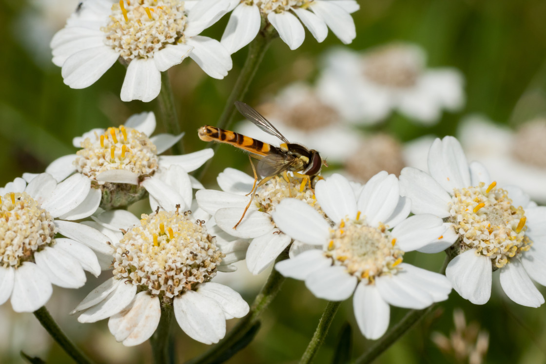 "Sphaerophoria scripta Hoverfly" stock image