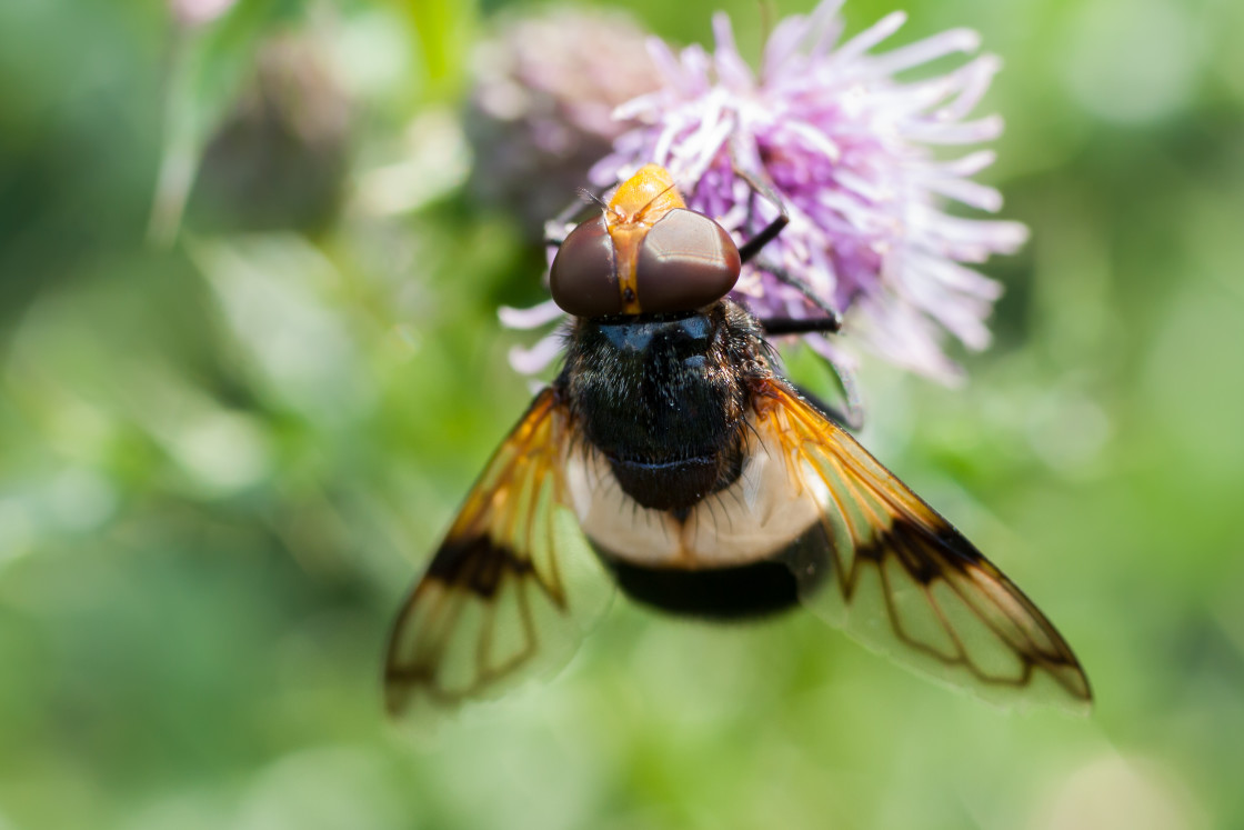 "Pellucid Hoverfly" stock image