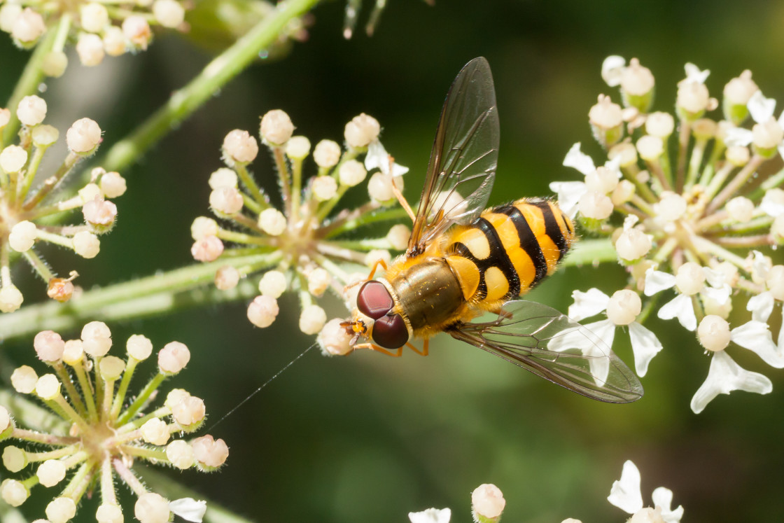 "Humming Syrphus Hoverfly" by Gordon England - $12.09 "Humming Syrphus Hoverfly" stock image