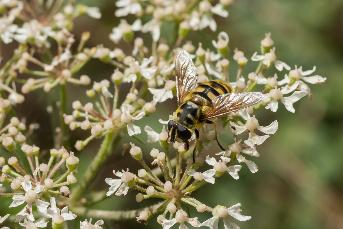 "Batman Hoverfly or Dead Head Fly" stock image