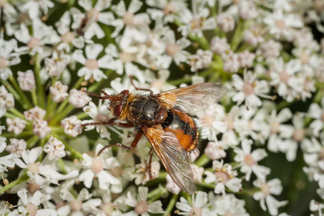 "Tachinid Fly" stock image