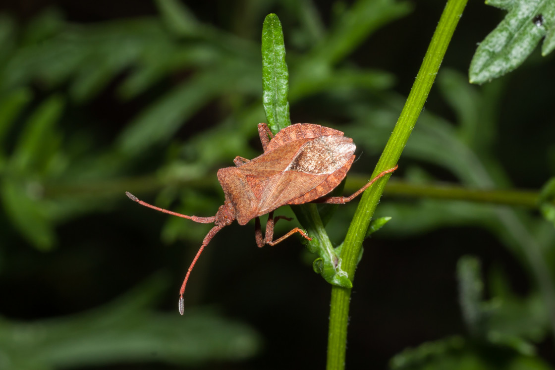 "Dock Leaf Bug" by Gordon England - $12.62 "Dock Leaf Bug" stock image