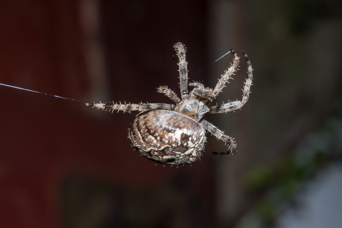 "Garden Spider" stock image