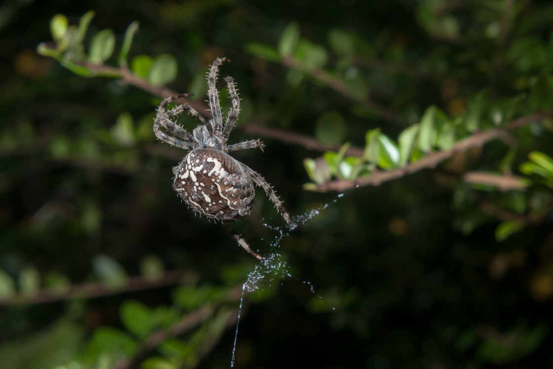 "Garden Spider" stock image