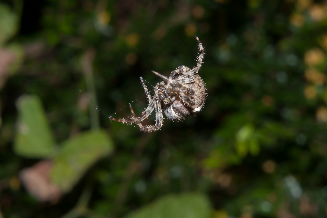 "Garden Spider" stock image