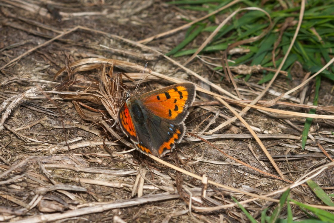 "Small Copper Butterfly" by Gordon England - $12.12 "Small Copper Butterfly" stock image
