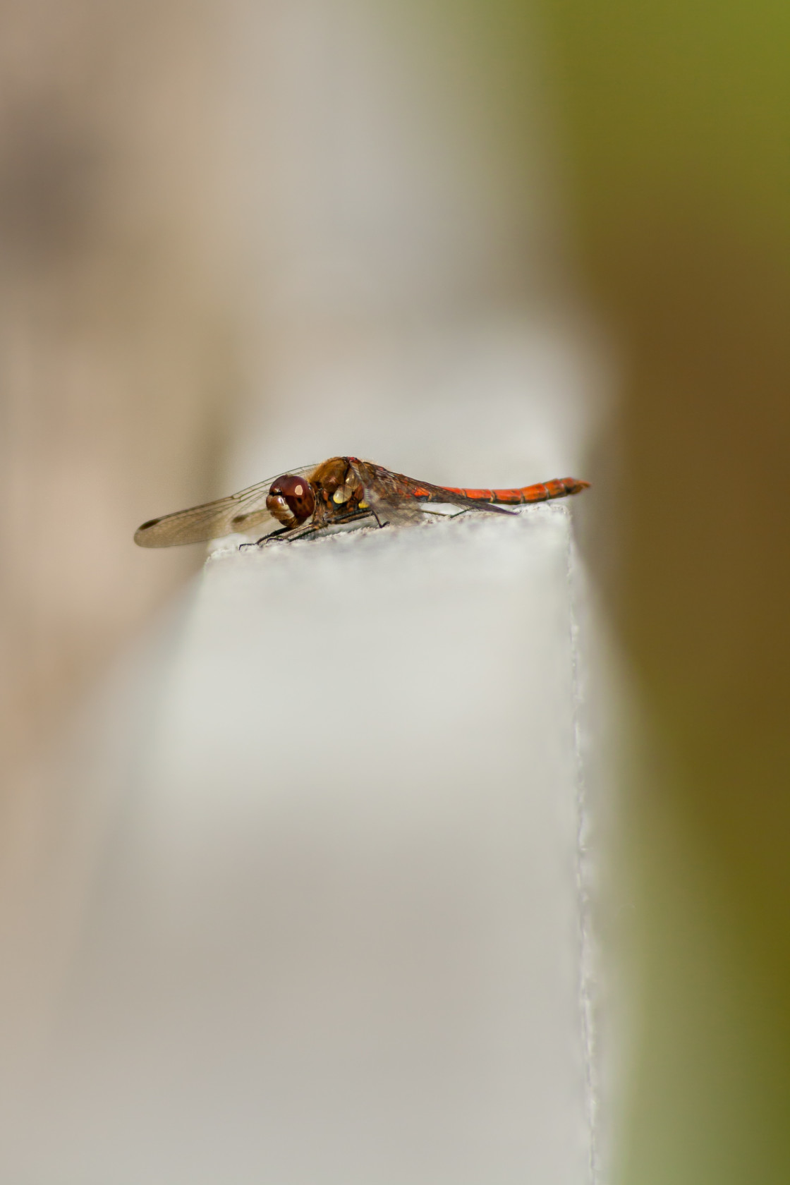 "Common Darter Dragonfly" by Gordon England - $12.07 "Common Darter Dragonfly" stock image