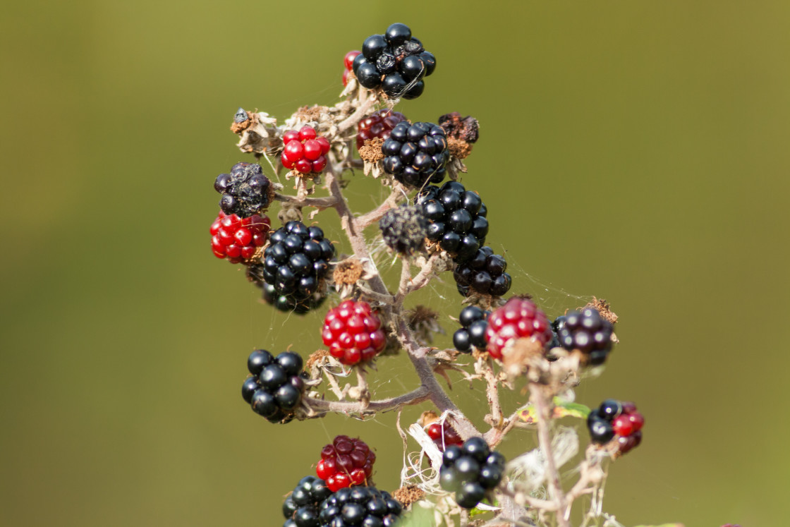 "Blackberries" stock image