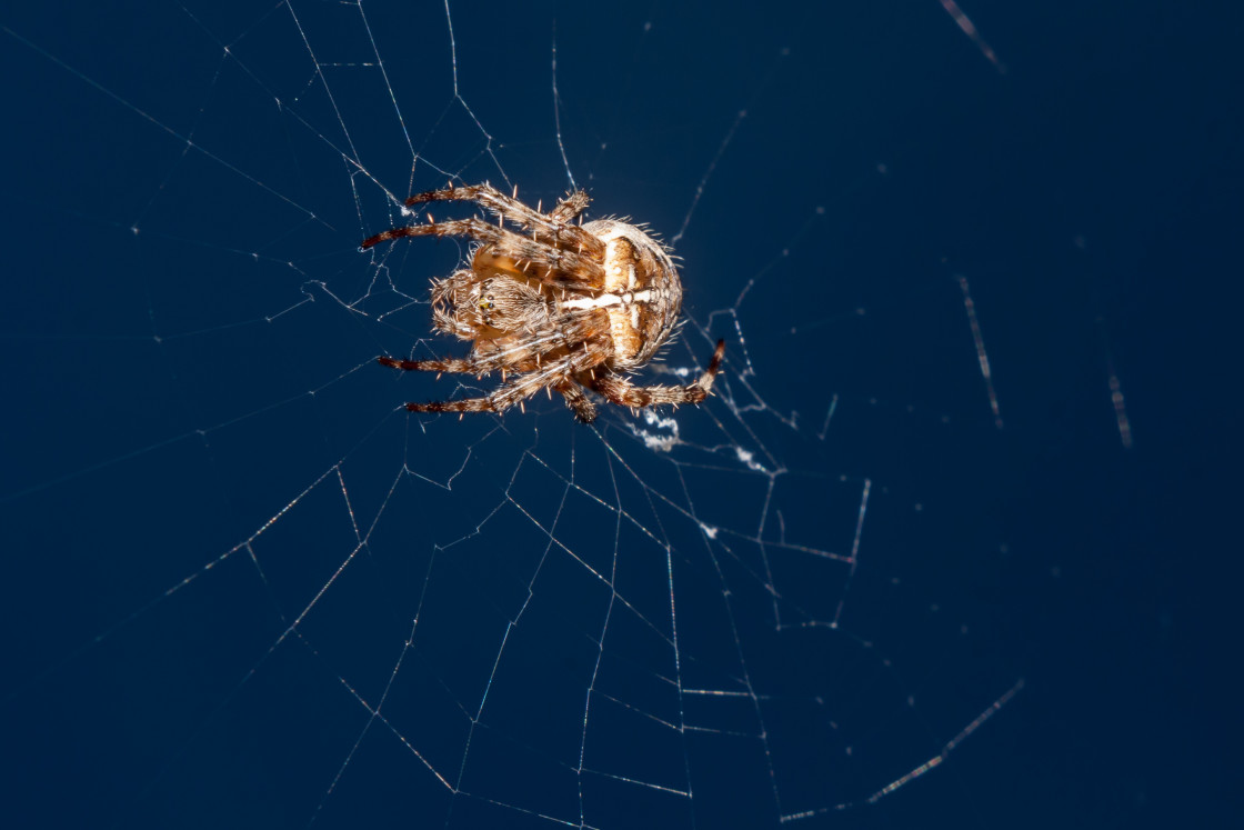 "Garden Spider" stock image