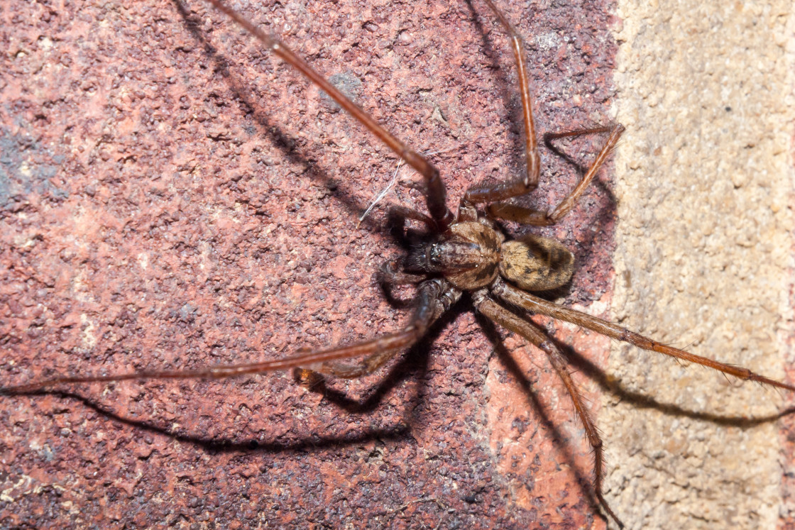 "House Spider" stock image