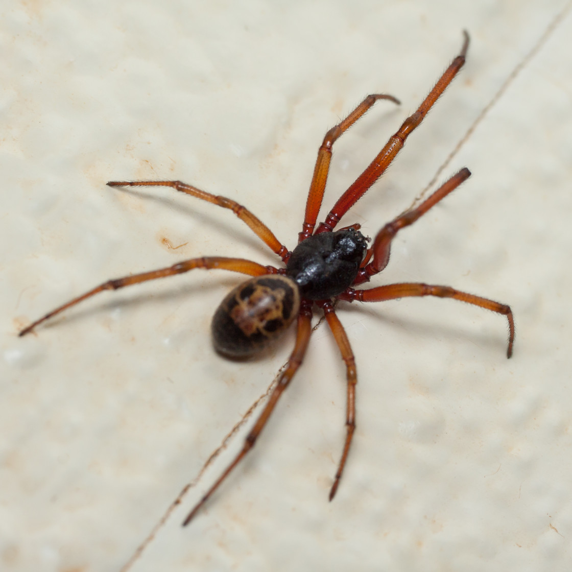 "Noble False Widow Spider" stock image