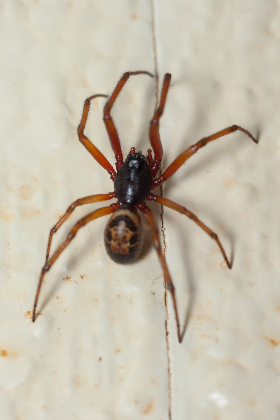 "Noble False Widow Spider" stock image