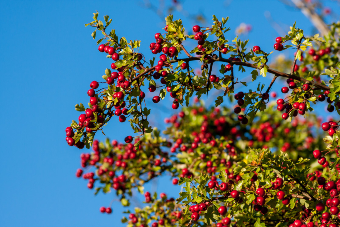 "Hawthorn Berries" stock image