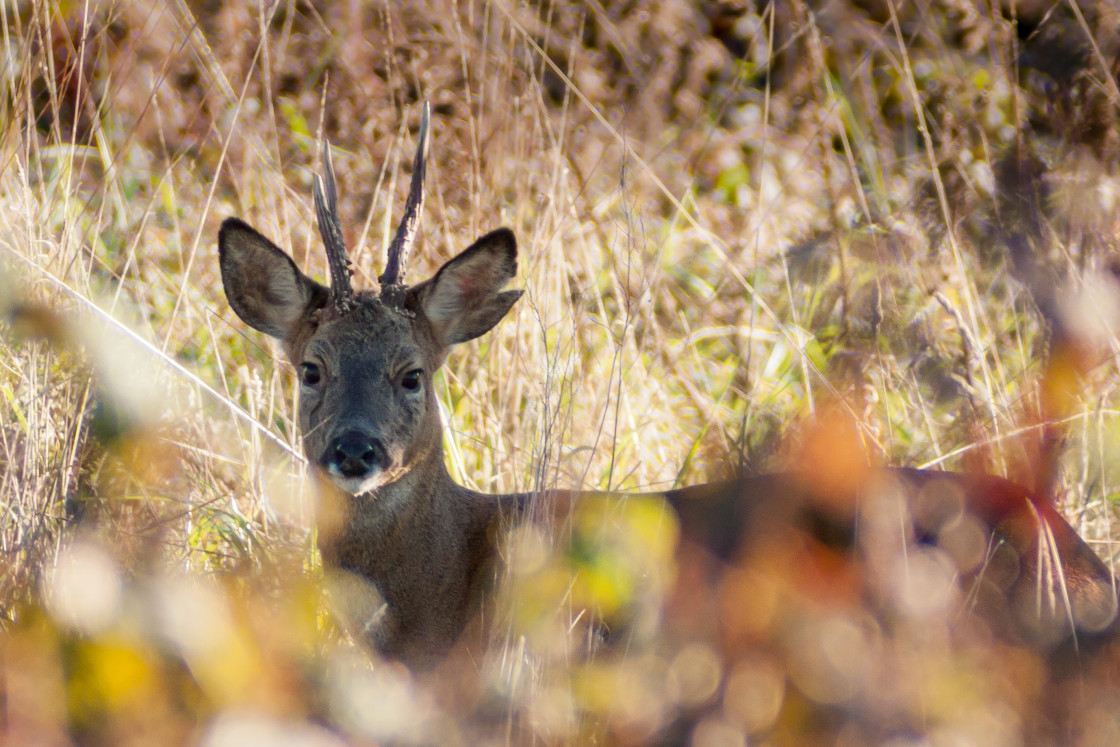 "Roe Deer Buck" stock image