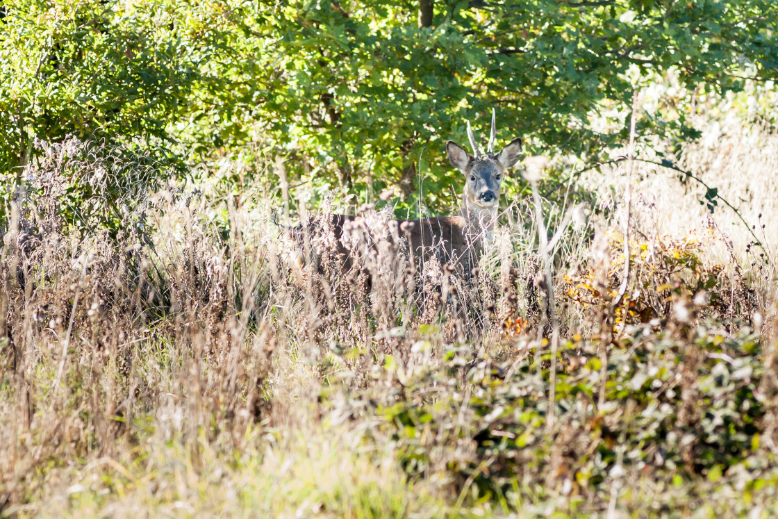 "Roe Deer Buck" stock image