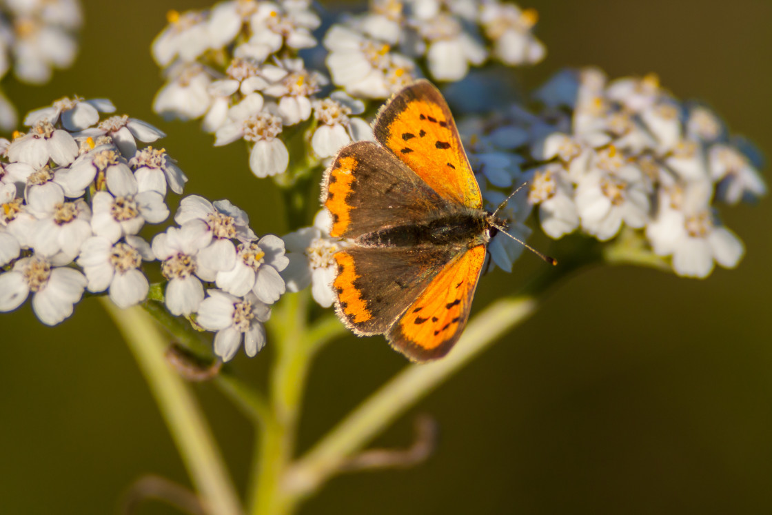 "Small Copper Butterfly" by Gordon England - $12.20 "Small Copper Butterfly" stock image