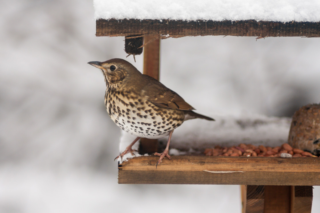 "Song Thrush Bird" by Gordon England - $12.12 "Song Thrush Bird" stock image
