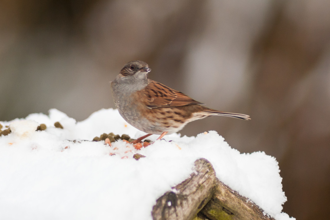 "Dunnock" by Gordon England - $12.20 "Dunnock" stock image