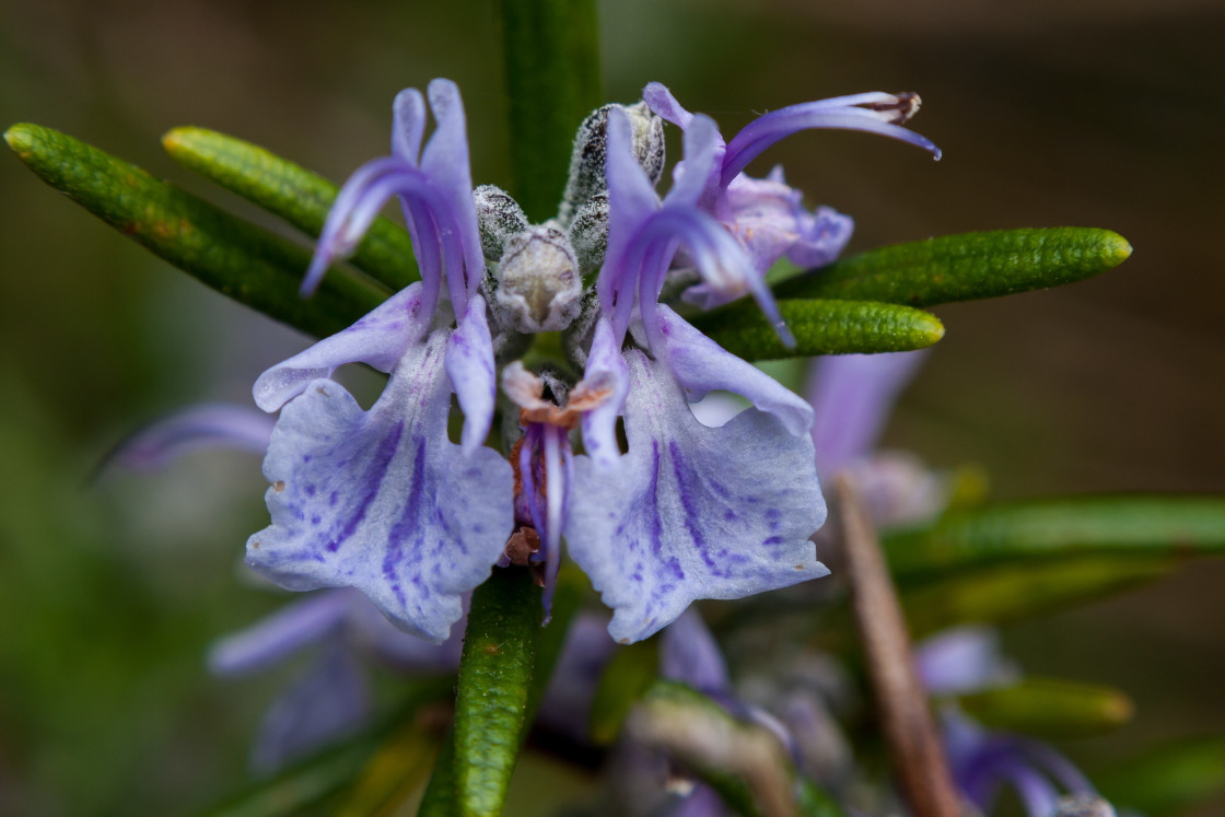 "Rosemary" stock image