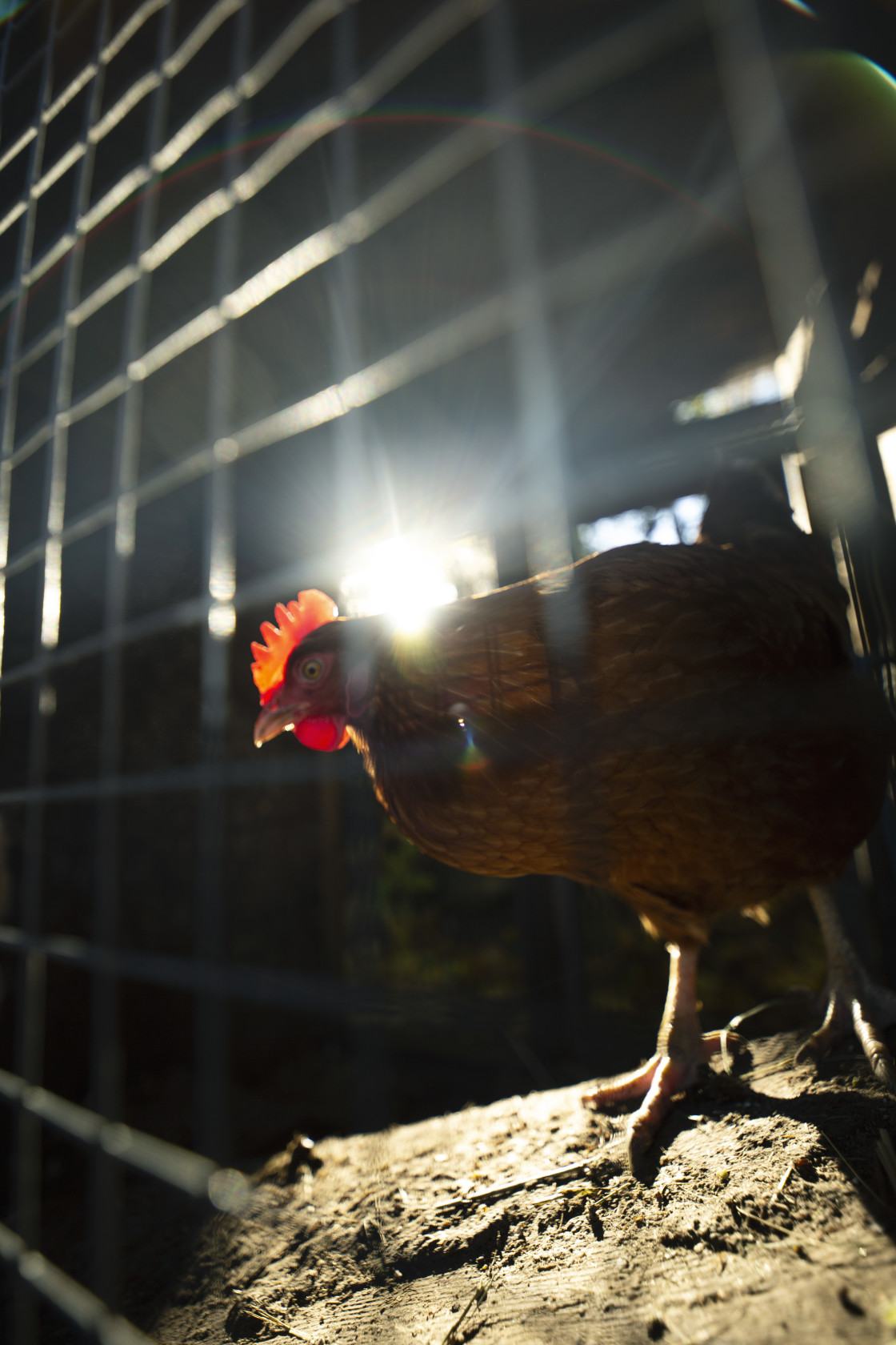 "Chicken" stock image