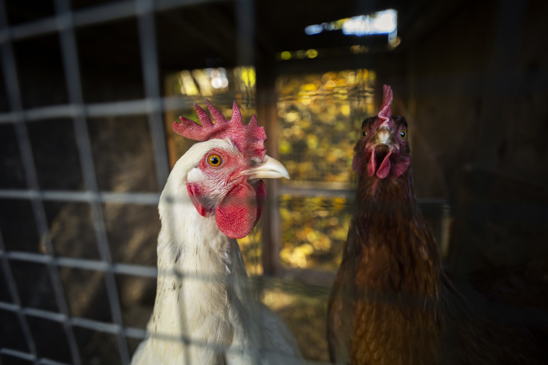 "Chicken" stock image