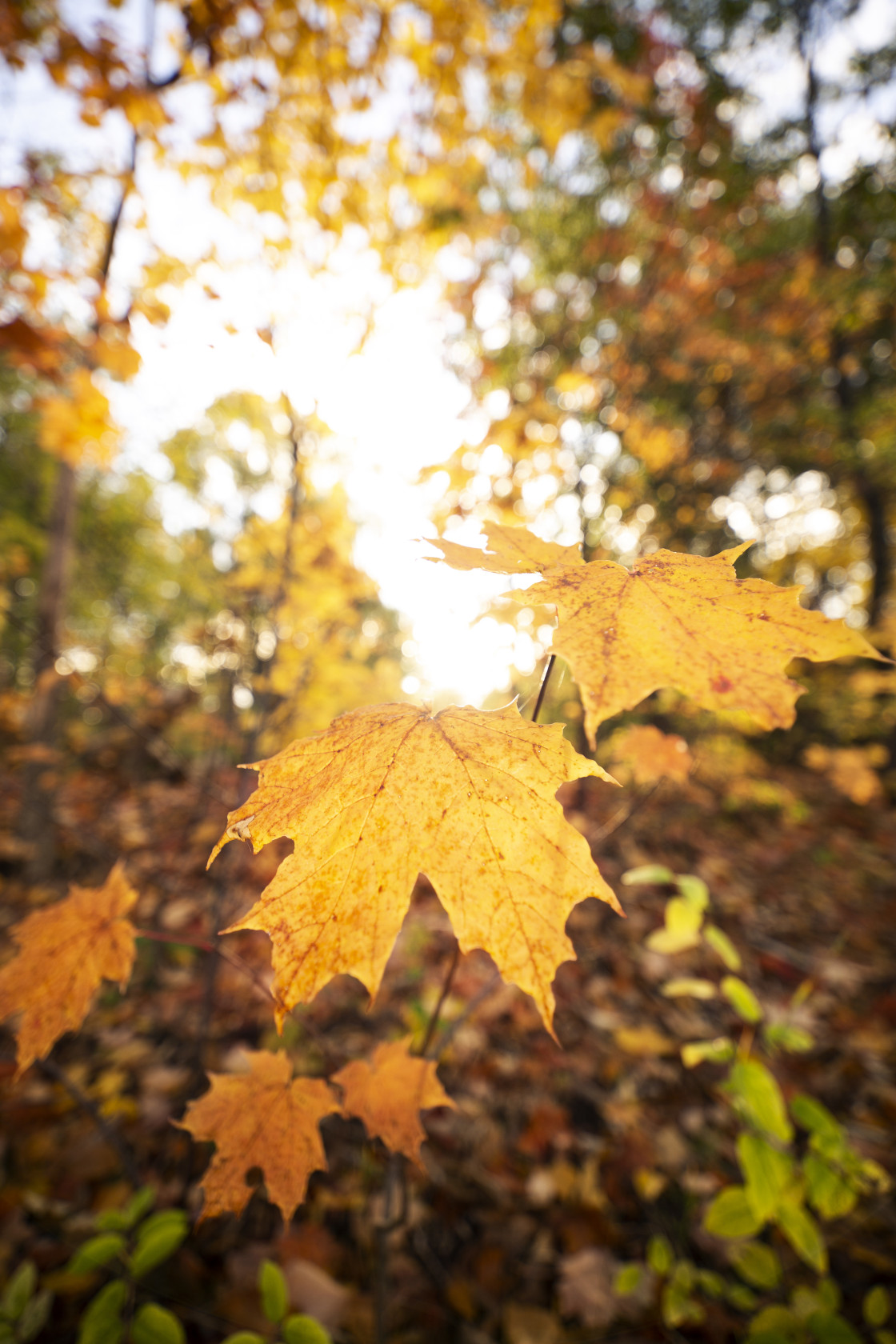 "Maple leaf" stock image