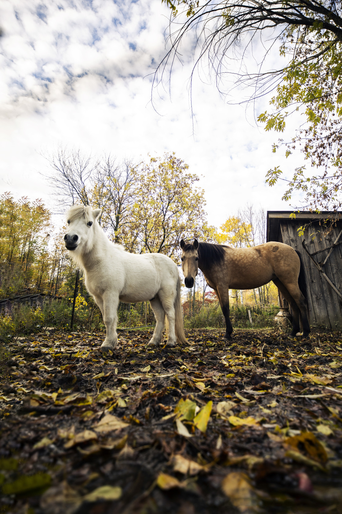 "Horses" stock image