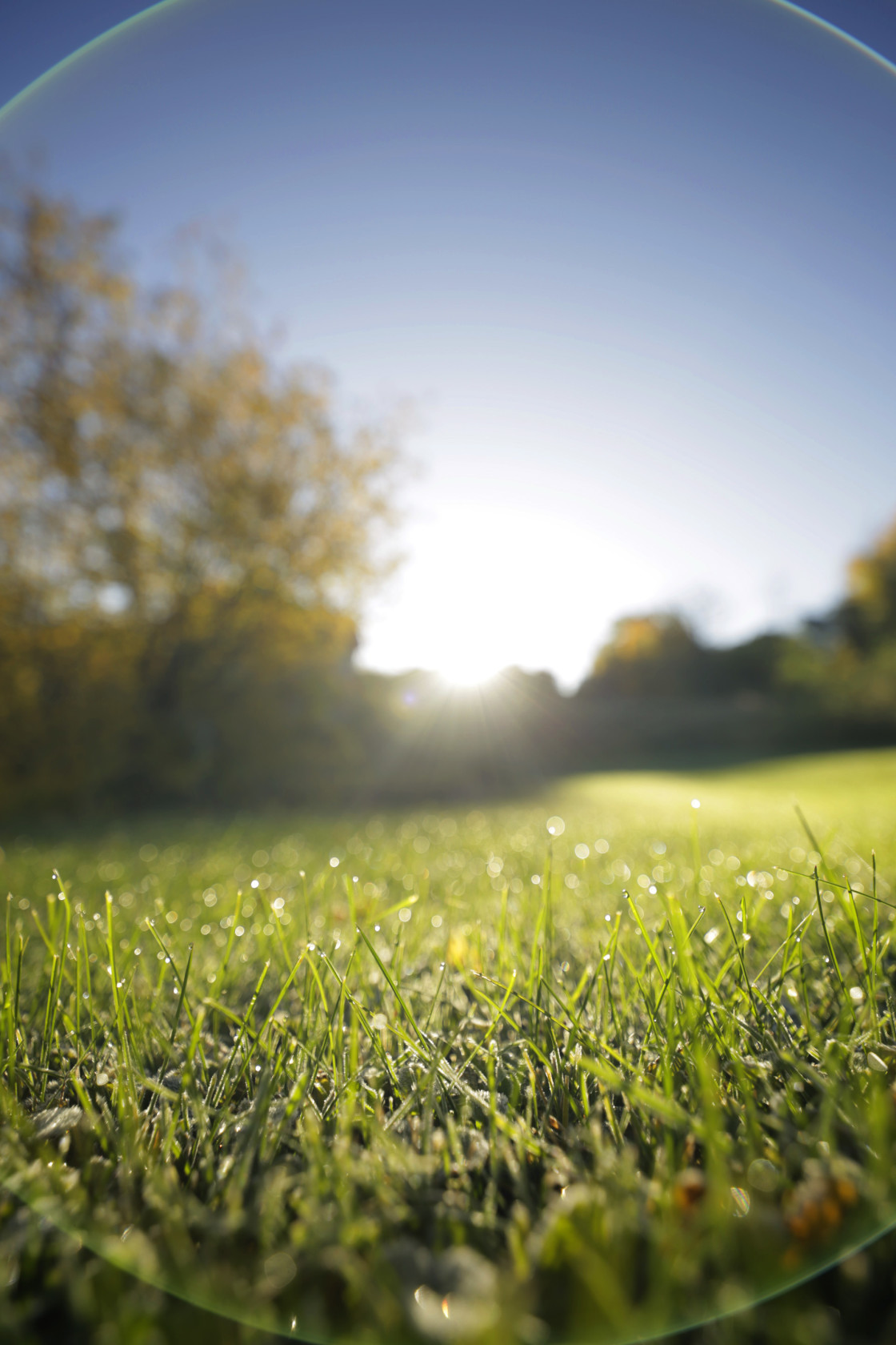 "Grass and flair" stock image