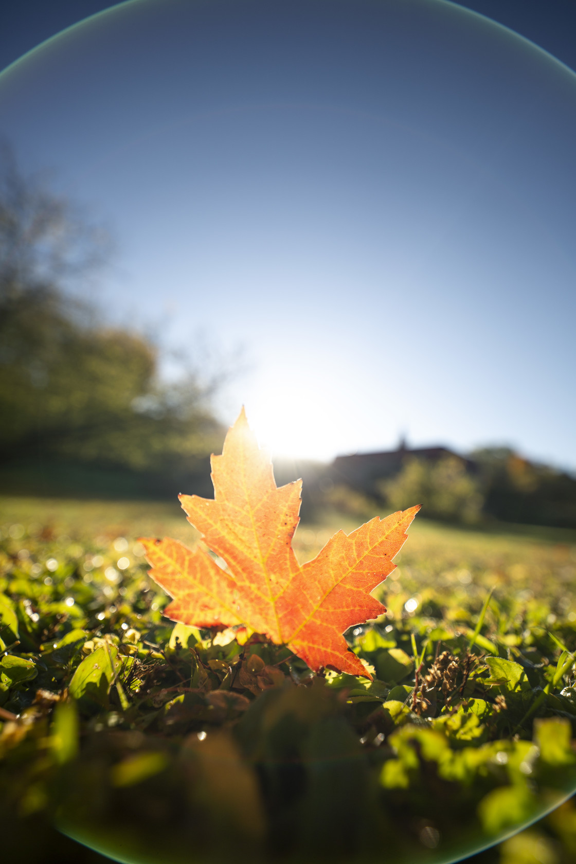 "Maple leaf and flair" stock image