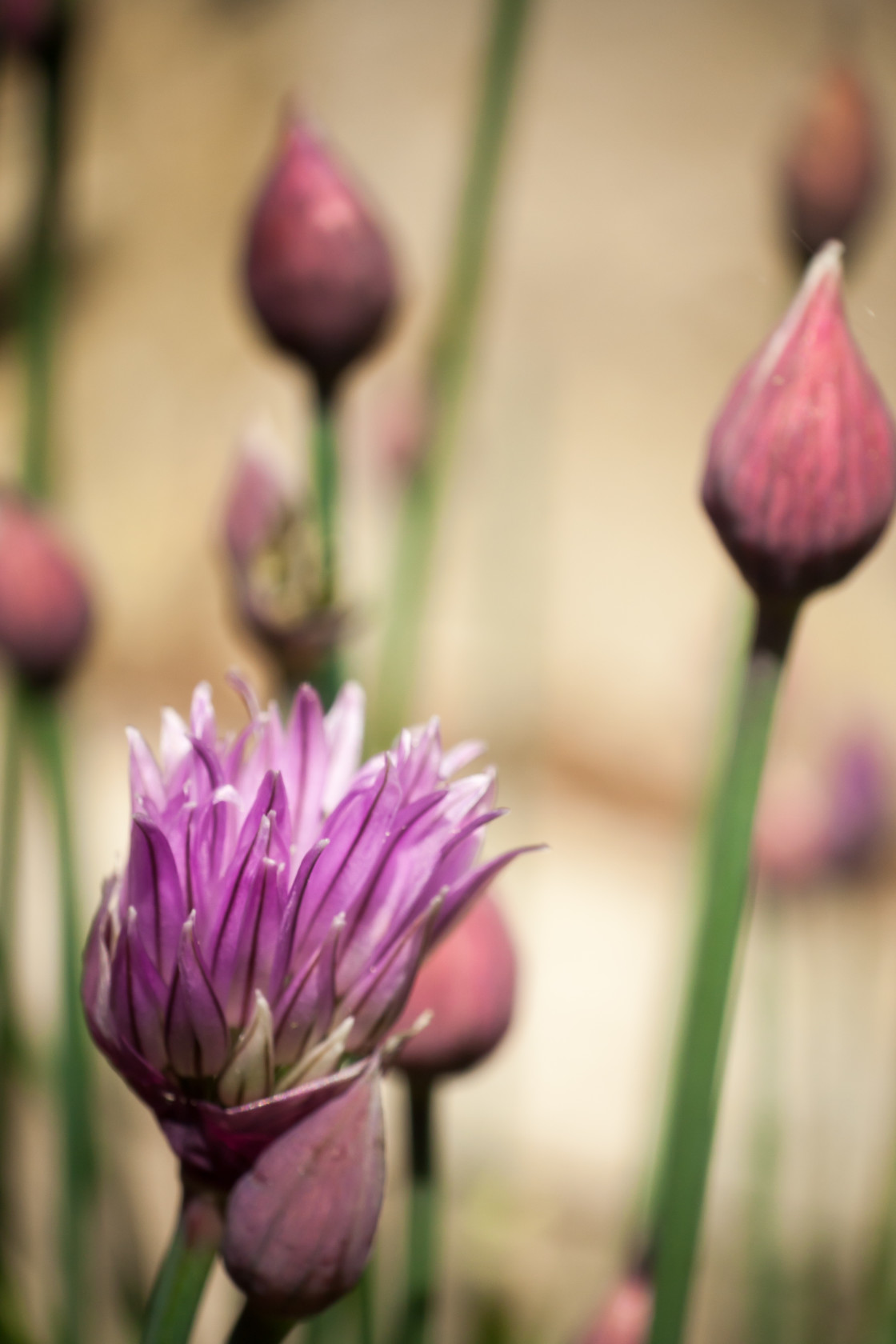 "Chive Flowers" stock image