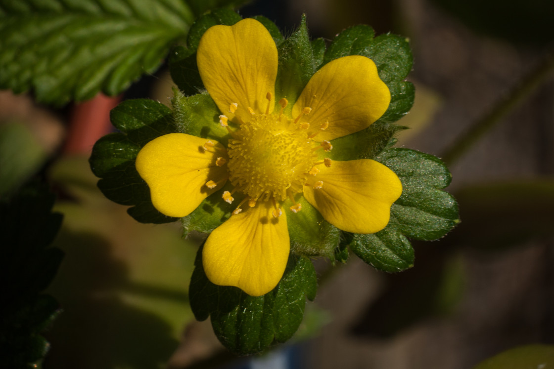 "Mock Strawberry Yellow Flower" stock image