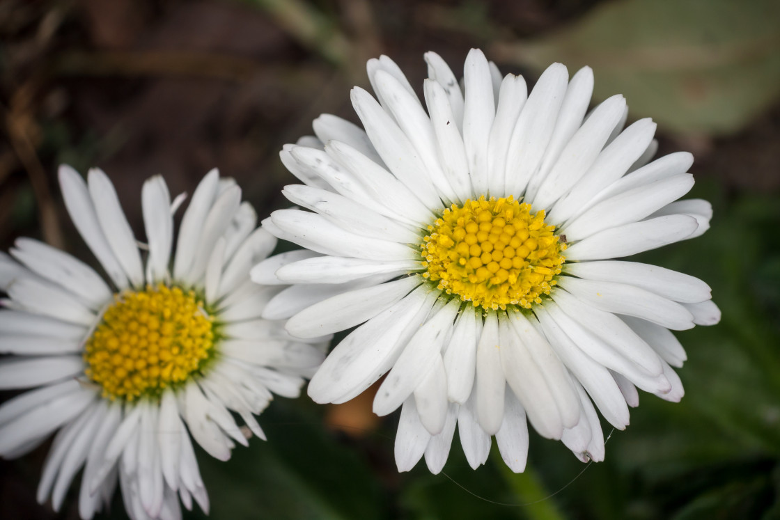 "Daisy Flowers" stock image