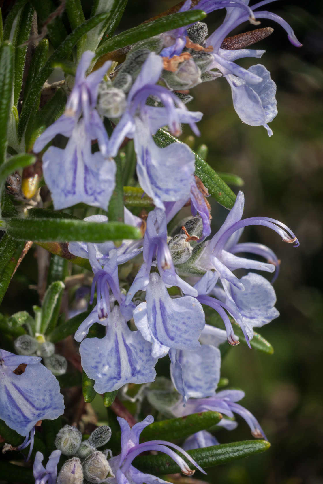 "Rosemary Flowers" stock image