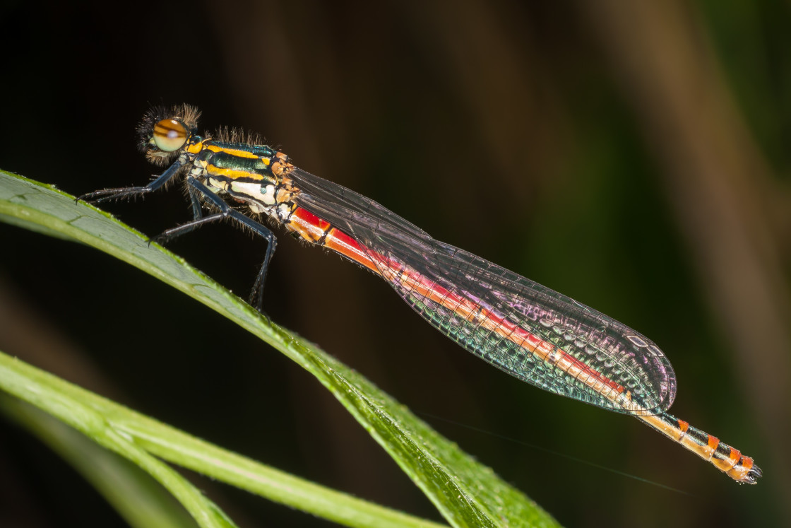 "Large Red Damselfly" by Gordon England - $12.62 "Large Red Damselfly" stock image