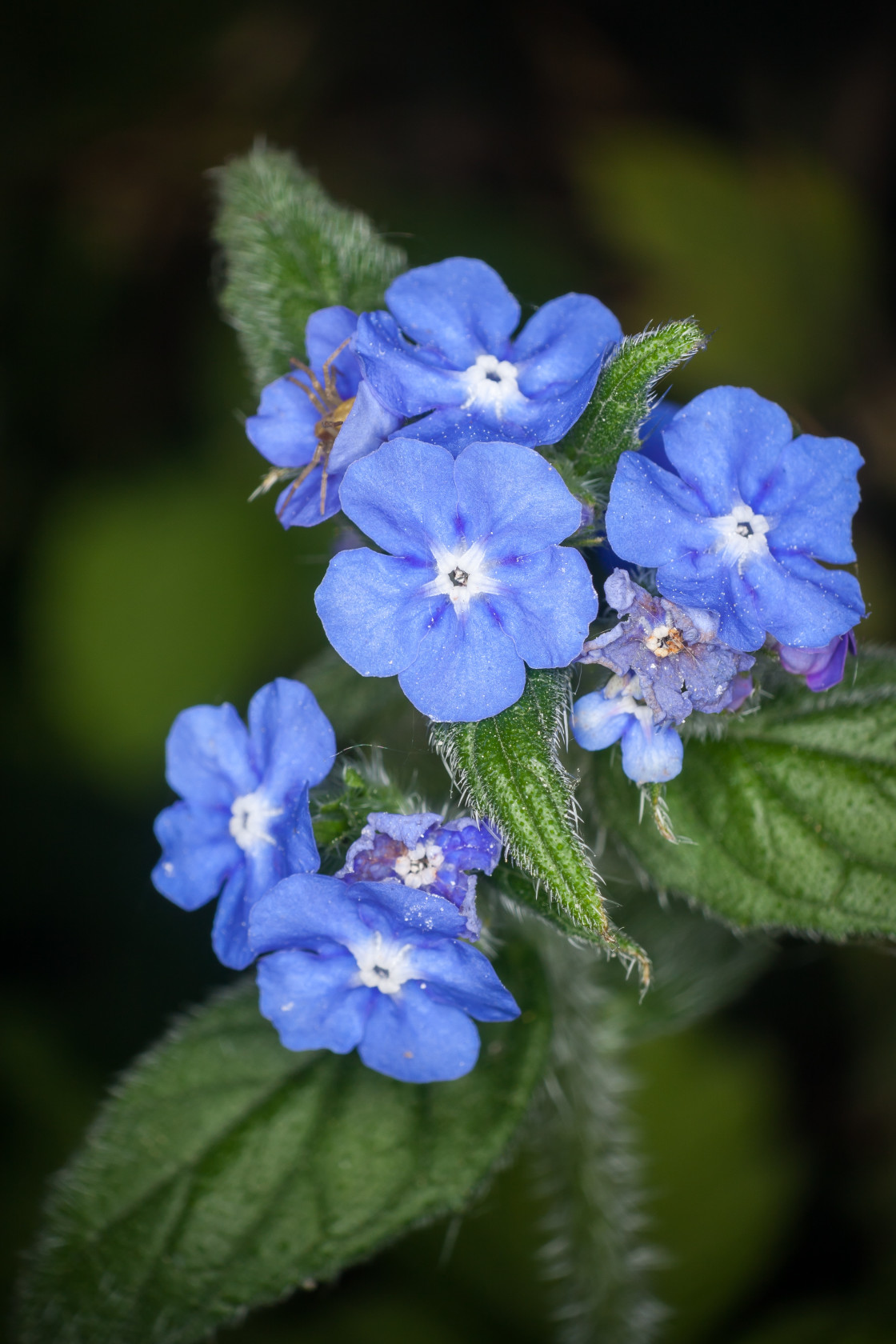 "Blue Flowers of Alkanet" stock image