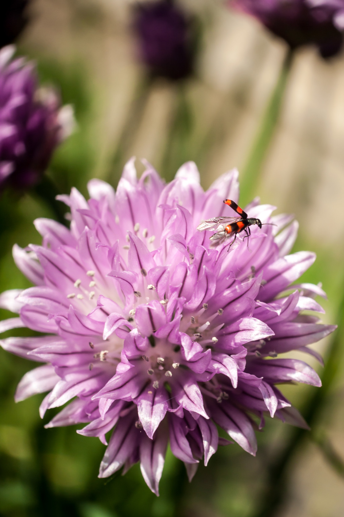 "Red and Black Beetle on Chive Flower" stock image