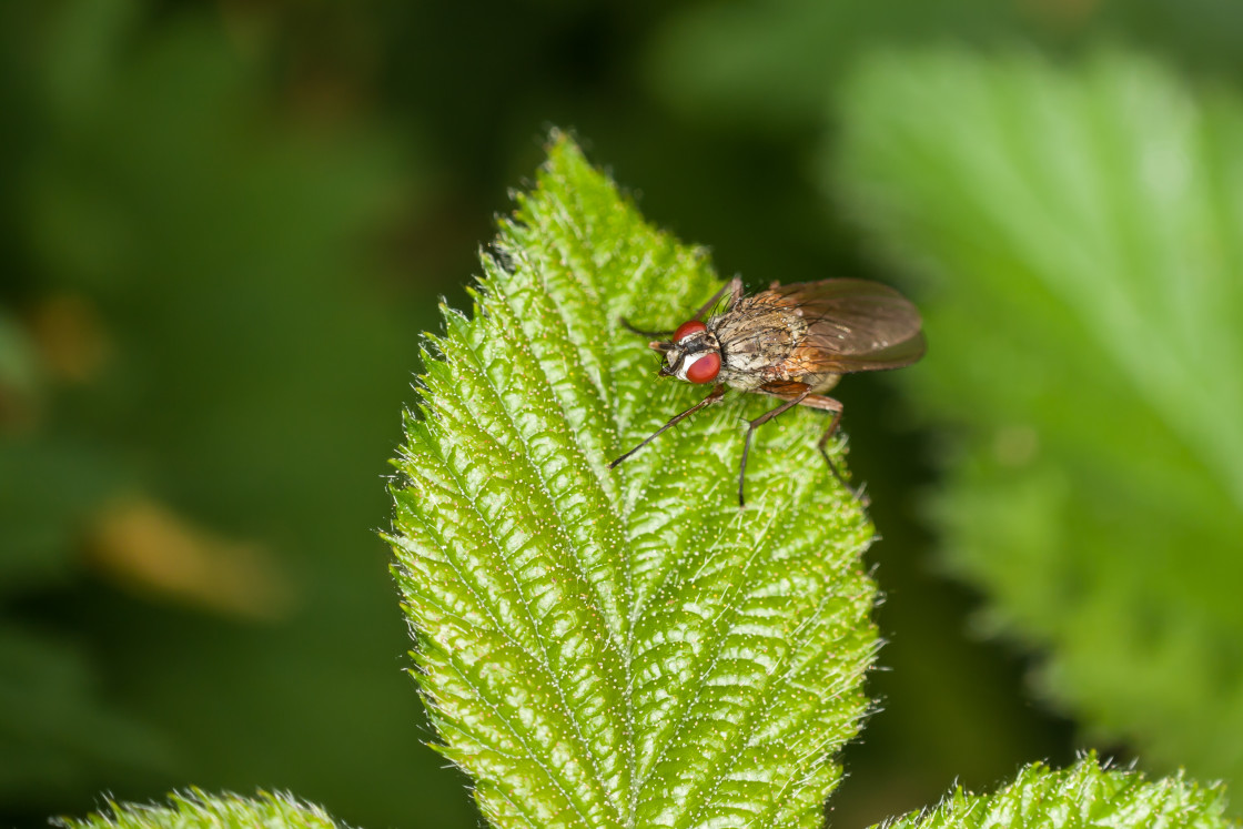 "Fly on Bramble leaf" stock image